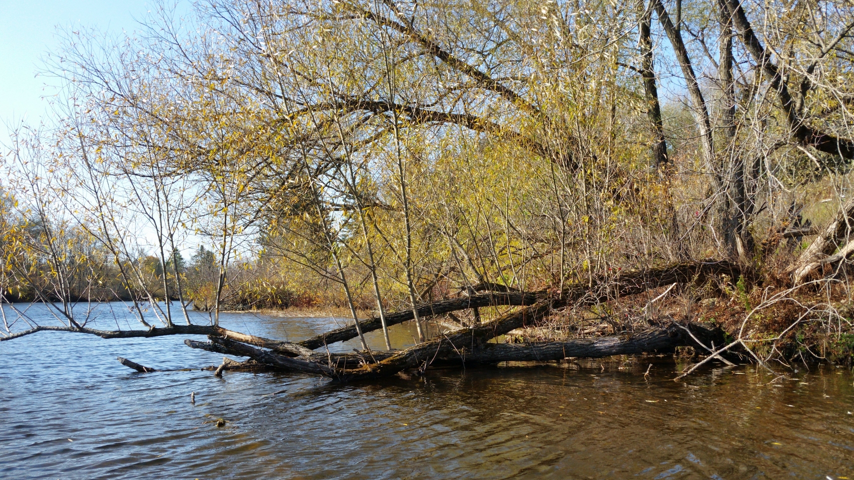 Cet arbre près de chez nous, qui repousse après avoir été fracassé représente à mes yeux la résilience